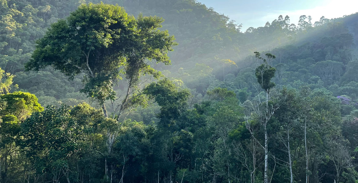 Reflorestar e Preservar a Mata Atlntica: Uma Misso Crtica, Um Imperativo Global